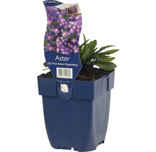 Aster ''Prof. Anton Kippenberg'' in pot