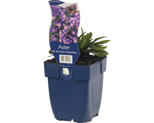 Aster ''Prof. Anton Kippenberg'' in pot