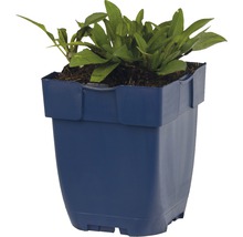 Waterplant in een pot