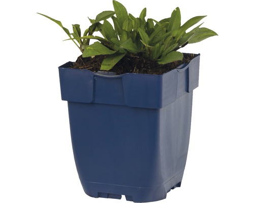 Waterplant in een pot