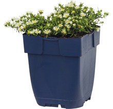 Bloempot met wit bloeiende herfstasters