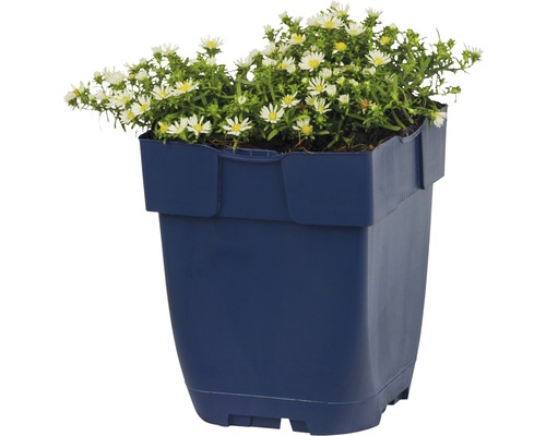 Bloempot met wit bloeiende herfstasters