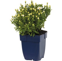 Potchrysant in pot