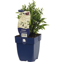 Aster ''Schneekissen'' in pot
