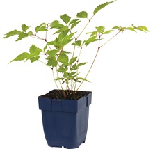 Esdoornbladige spierstruik in een pot