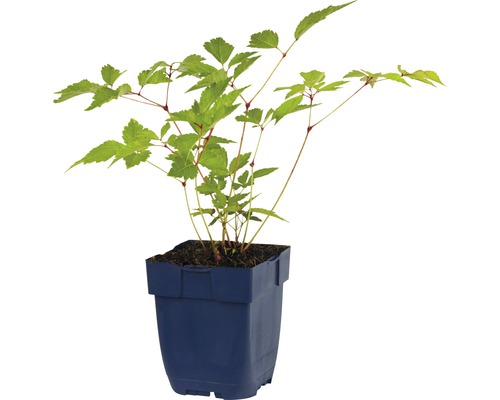 Esdoornbladige spierstruik in een pot