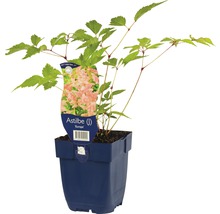 Astilbe plant in pot