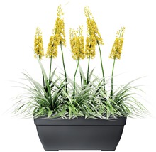 Gele bloemen in een grijze plantenbak.