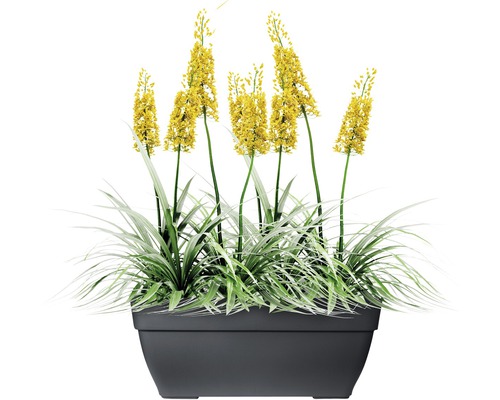 Gele bloemen in een grijze plantenbak.