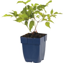 Jonge plant in pot