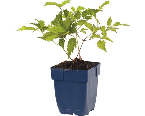 Jonge plant in pot