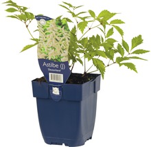 Astilbe Deutschland vaste plant in pot