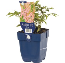 Astilbe in pot