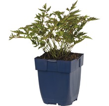 Plant in pot