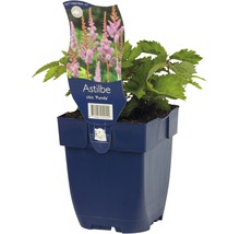 Astilbe chinensis Pumila in een pot.