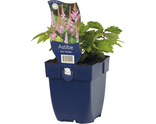 Astilbe chinensis Pumila in een pot.