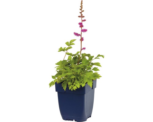 Astilbe in een pot met groene bladeren en roze bloemen.