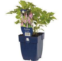 Astilbe chinensis Pumila in een plantenpot