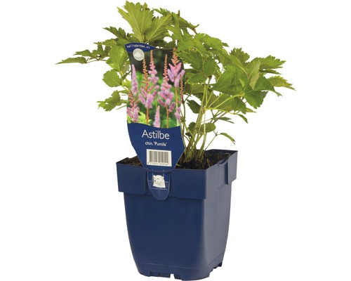 Astilbe chinensis Pumila in een plantenpot