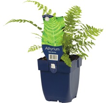 Wijfjesvaren plant in pot