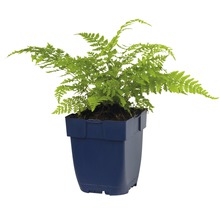 Kamerplant venushaar in een pot