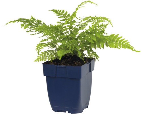 Kamerplant venushaar in een pot