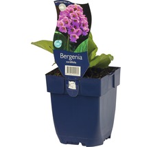 Schoenlappersplant in pot