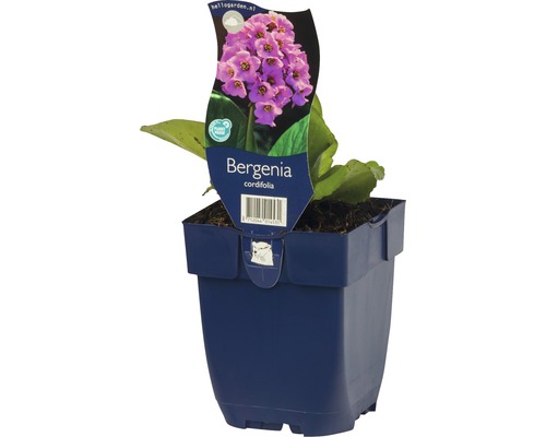 Schoenlappersplant in pot