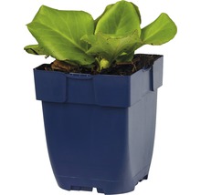 Schoenlappersplant in pot