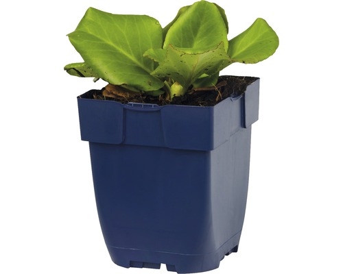 Schoenlappersplant in pot