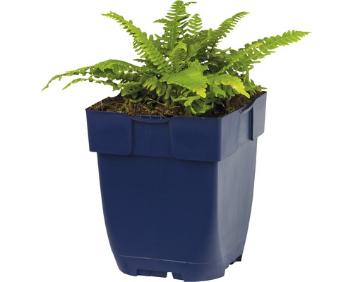 Kamerplant varen in een pot