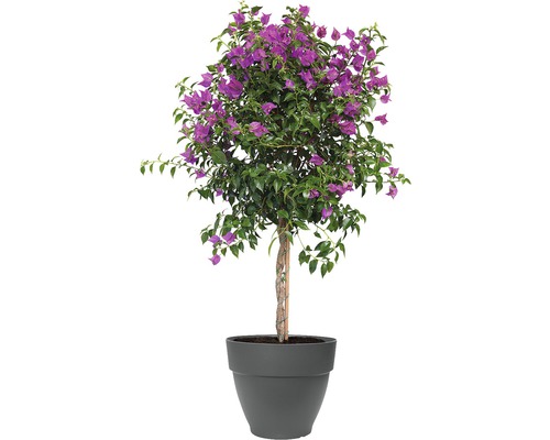 Bougainvillea potplant met paarse bloemen in pot