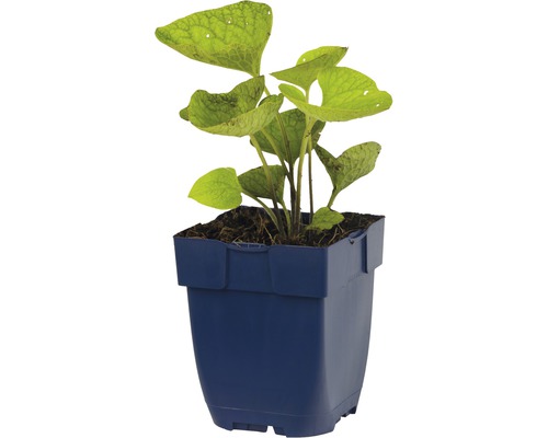 Planten in een pot