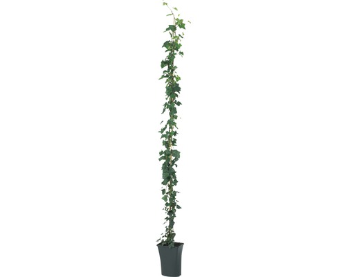 Klimop plant in pot met klimhulp