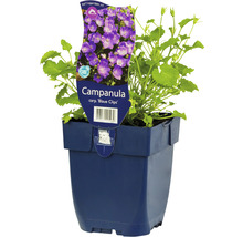 Klokjesbloem in pot