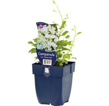 Klokjesbloem ''Weisse Clips'' in pot