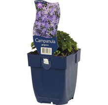Klokjesbloem in pot