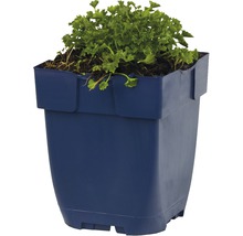 Bloempot met plant