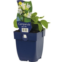 Klokjesbloem in pot