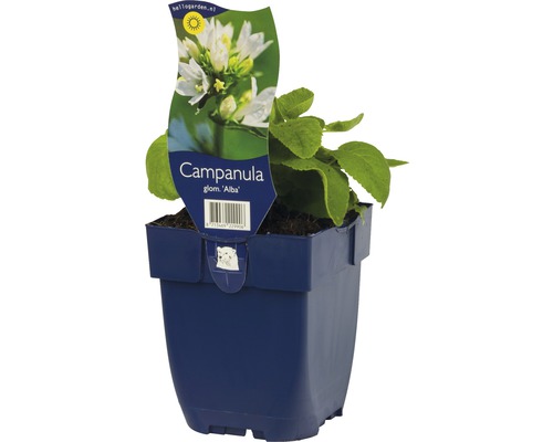 FLORASELF Kluwenklokje Campanula glomerata 'Alba' potmaat Ø 11.0 cm H 5-40 cm Klokjesbloem in pot