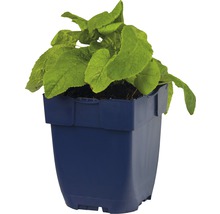 Echte alant in pot