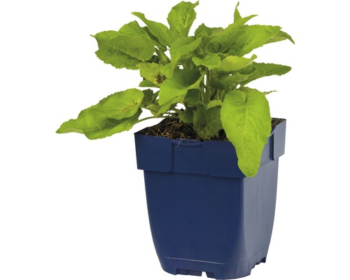 Jonge plant in pot