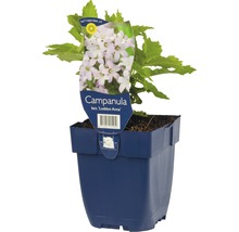 Campanula Lactiflora Loddon Anna in pot