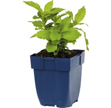 Plant in een pot