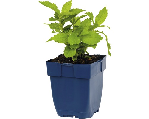 Plant in een pot