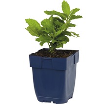 Plant in een plastic pot