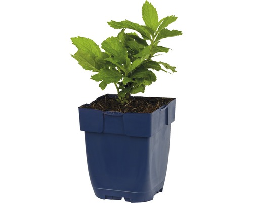 Plant in een plastic pot