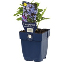 Klokjesbloem in pot