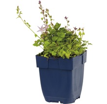 FLORASELF Klokjesbloem Campanula poscharskyana Ø 11 cm