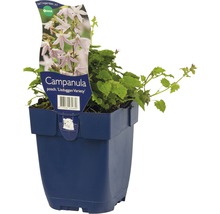 FLORASELF Klokjesbloem Campanula poscharskyana Ø 11 cm